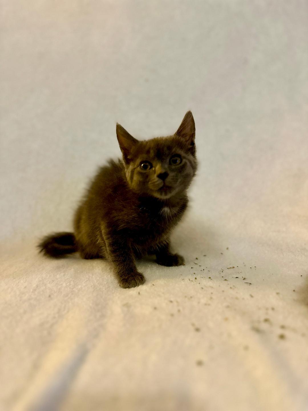 Penny (Community Assist)