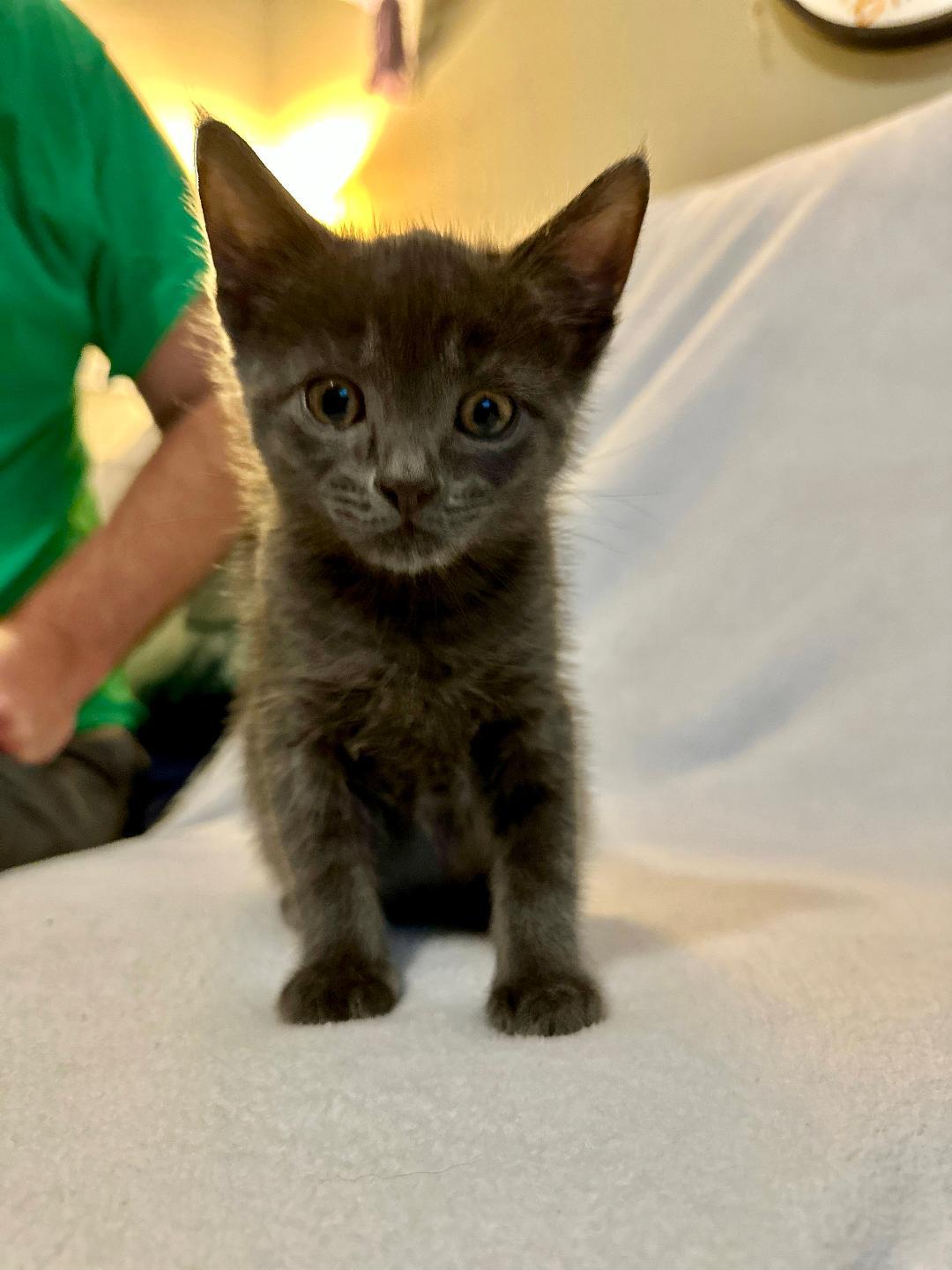 Penny (Community Assist)