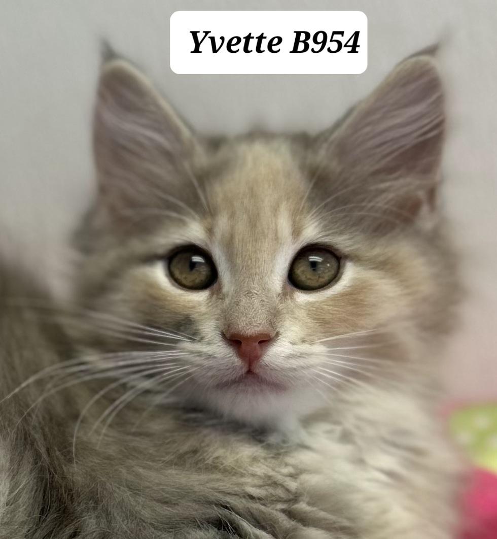 Enlarge Yvette, an adopted Domestic Long Hair in Morganton, NC image 1/1
