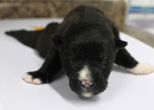 Enlarge Nora, a Adoptable mixed breed in Thief River Falls, MN image 1/1