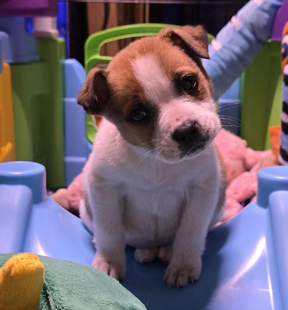 Hallie, a ADOPTABLE mixed breed in Grand Rapids, MI image 2/3