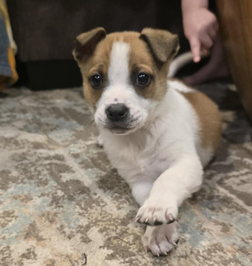 Hallie, ADOPTABLE, Puppy Female Collie.