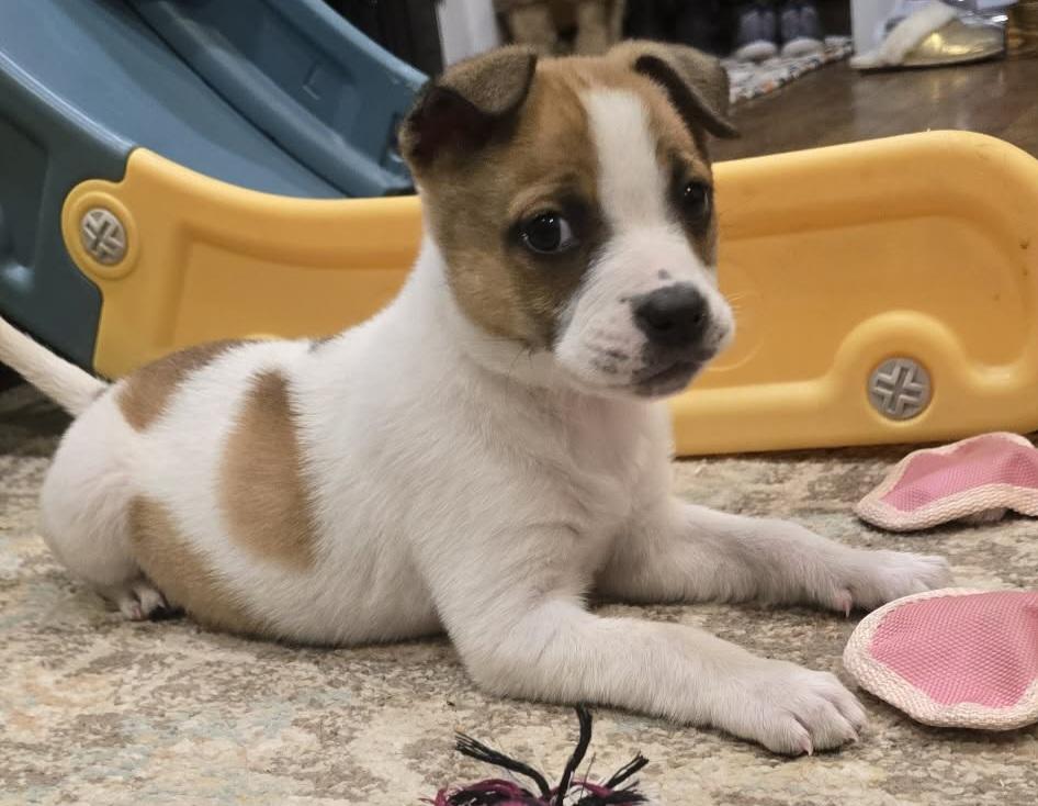 Hallie, a ADOPTABLE mixed breed in Grand Rapids, MI image 3/3