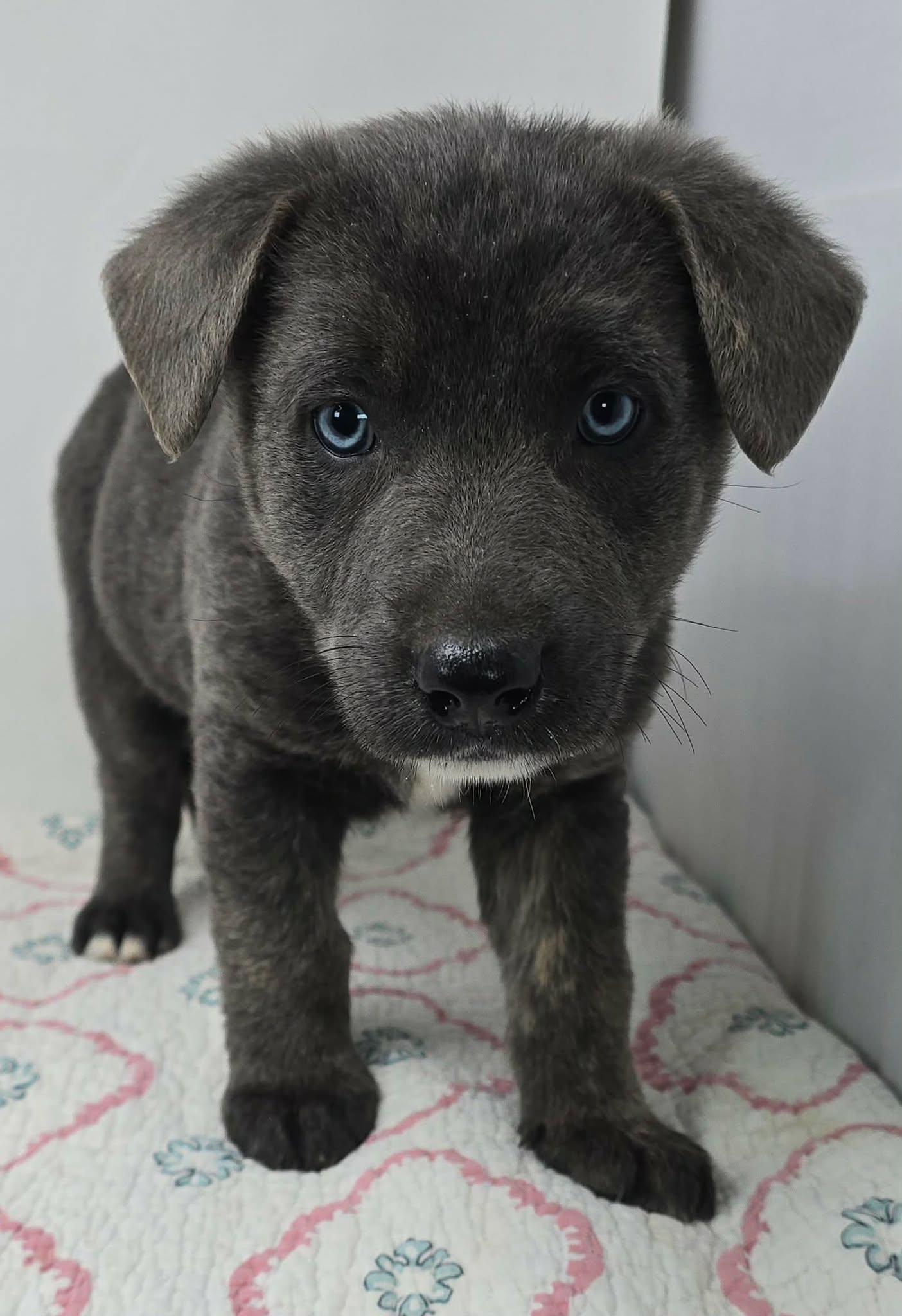 Enlarge Bahama Breeze, an adopted mixed breed in Newport, TN image 2/4