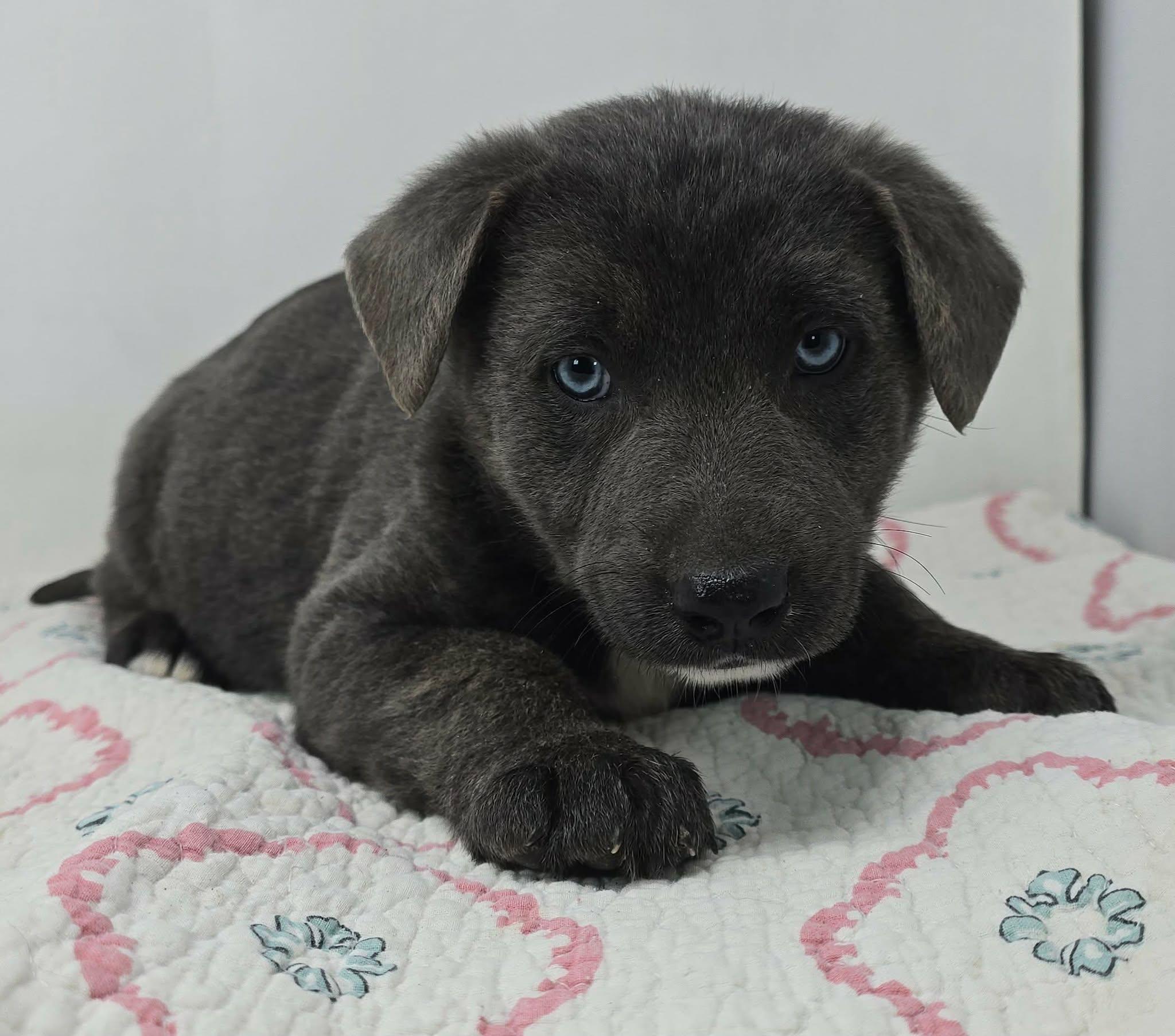 Enlarge Bahama Breeze, an adopted mixed breed in Newport, TN image 3/4