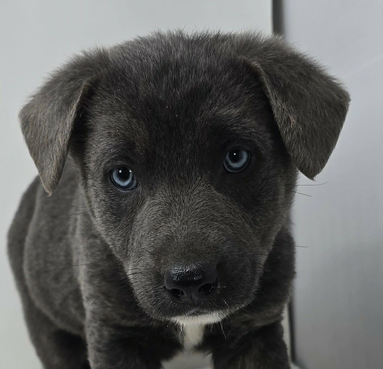 Enlarge Bahama Breeze, an adopted mixed breed in Newport, TN image 1/4