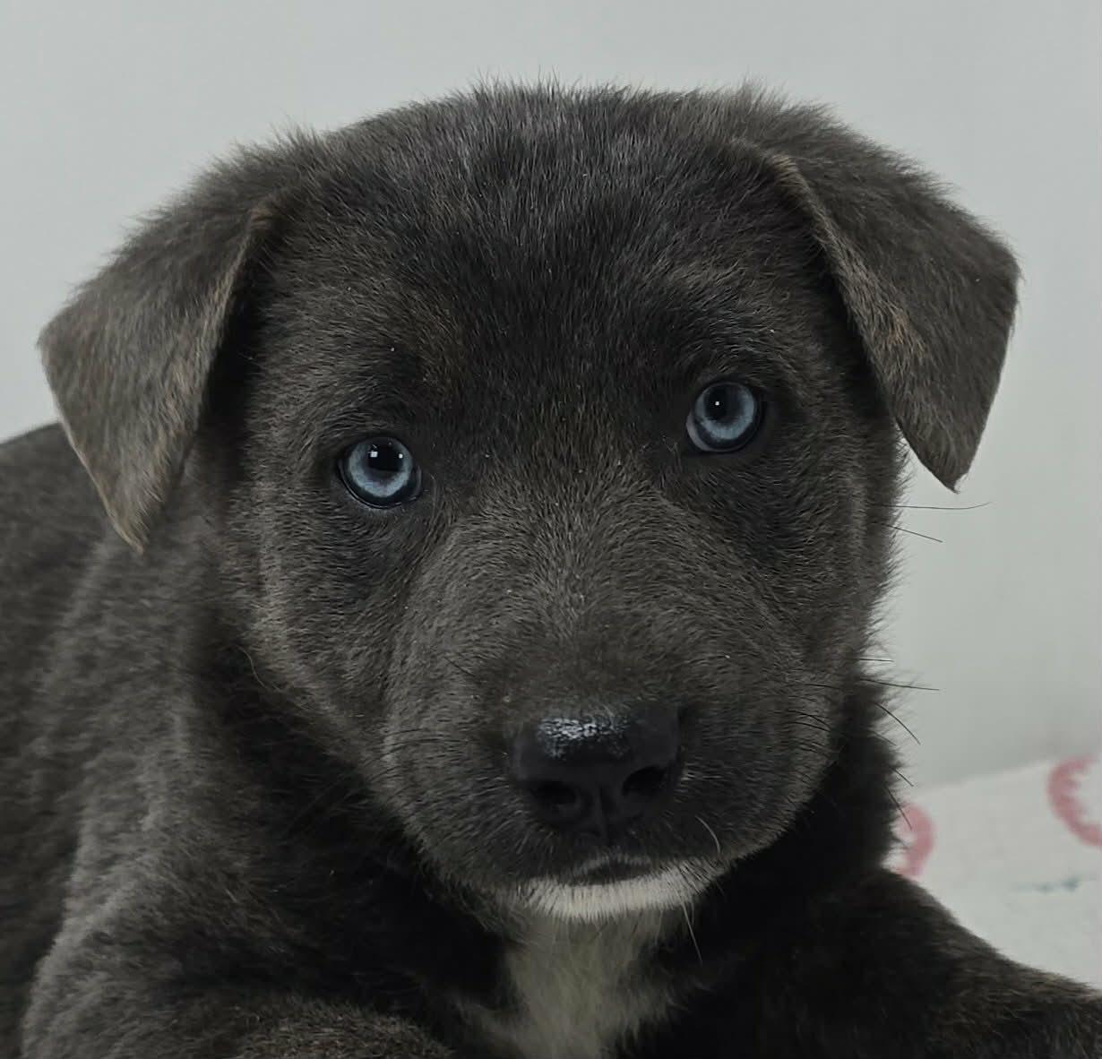 Enlarge Bahama Breeze, an adopted mixed breed in Newport, TN image 4/4