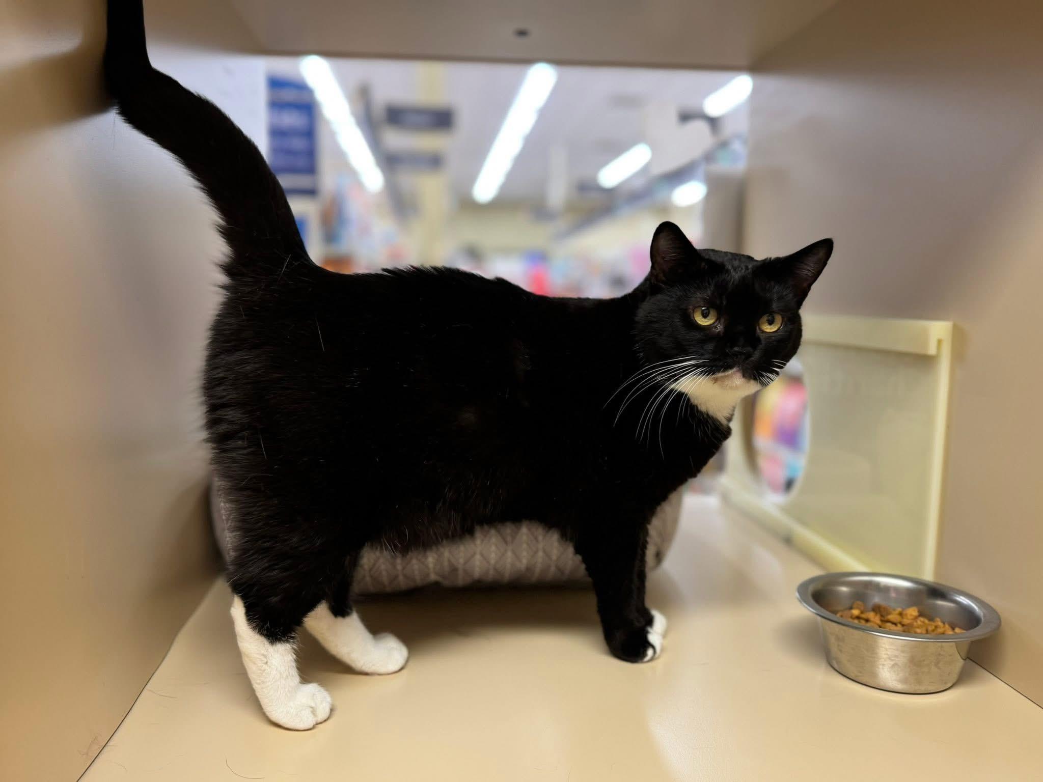 Pepper, a Adoptable Tuxedo in Duluth, GA image 1/5
