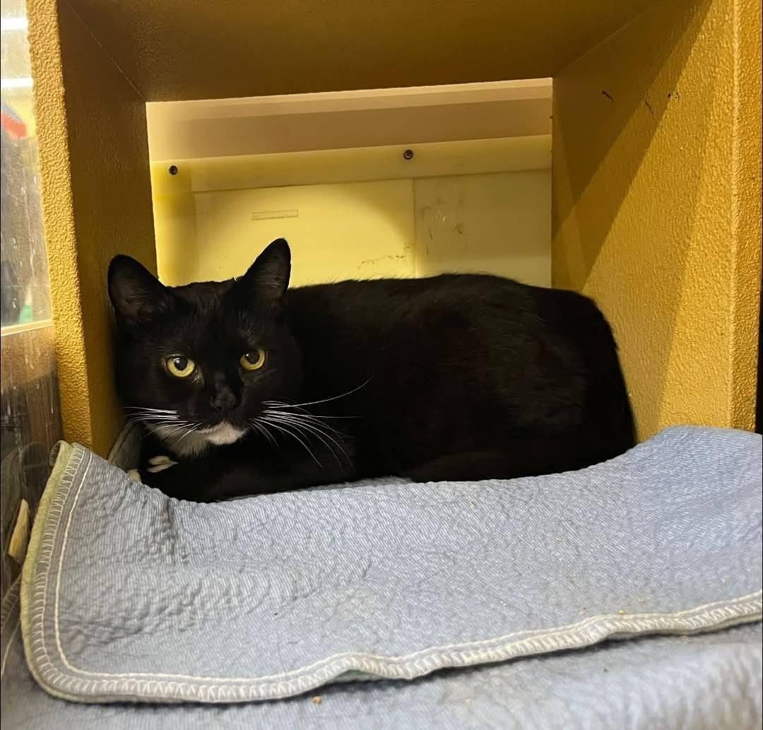Pepper, a Adoptable Tuxedo in Duluth, GA image 5/5