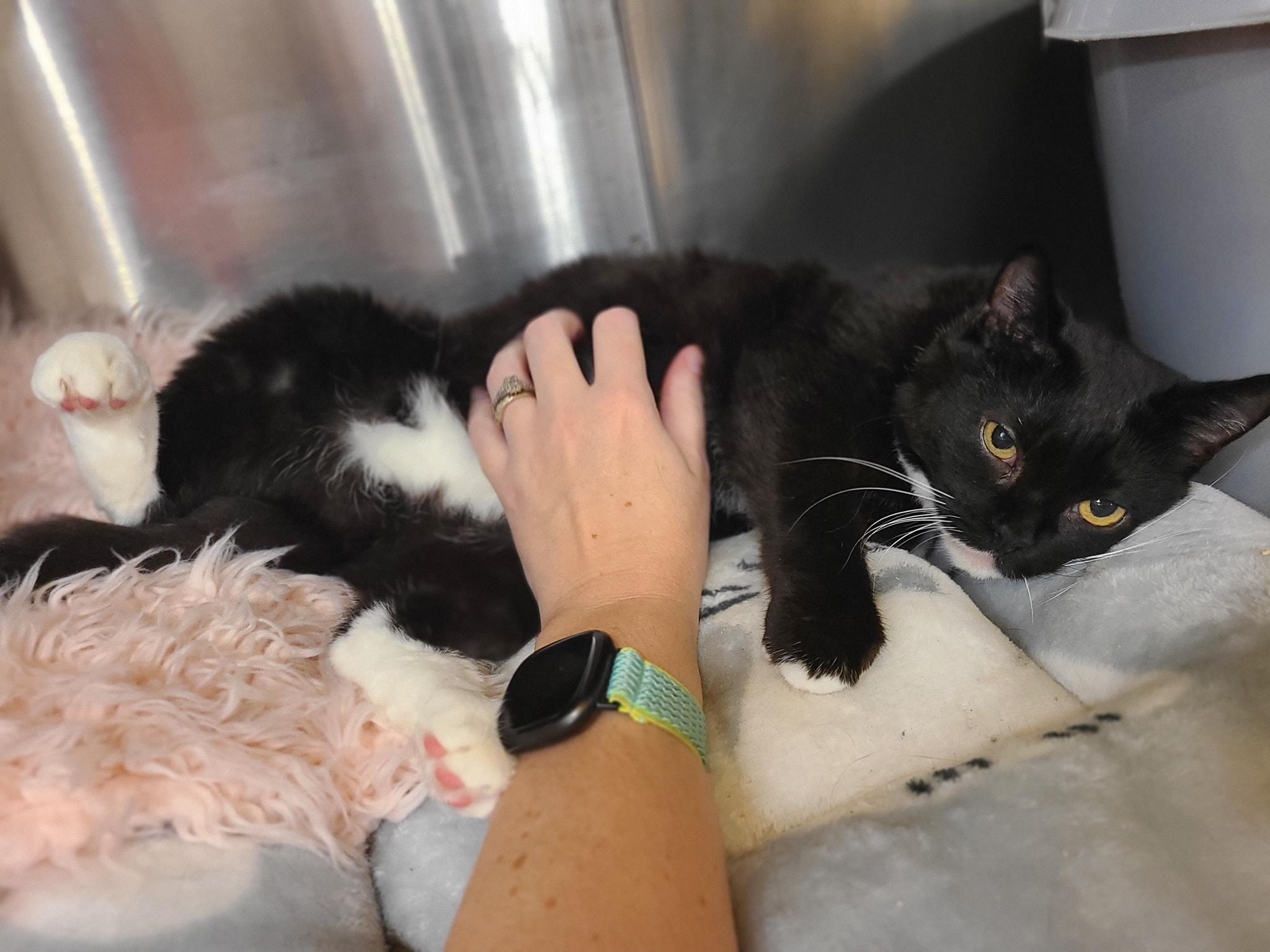 Pepper, a Adoptable Tuxedo in Duluth, GA image 2/5