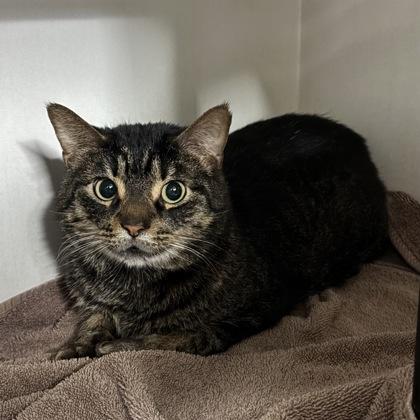 Enlarge Bammy, a ADOPTABLE Domestic Short Hair in Hilliard, OH image 1/1