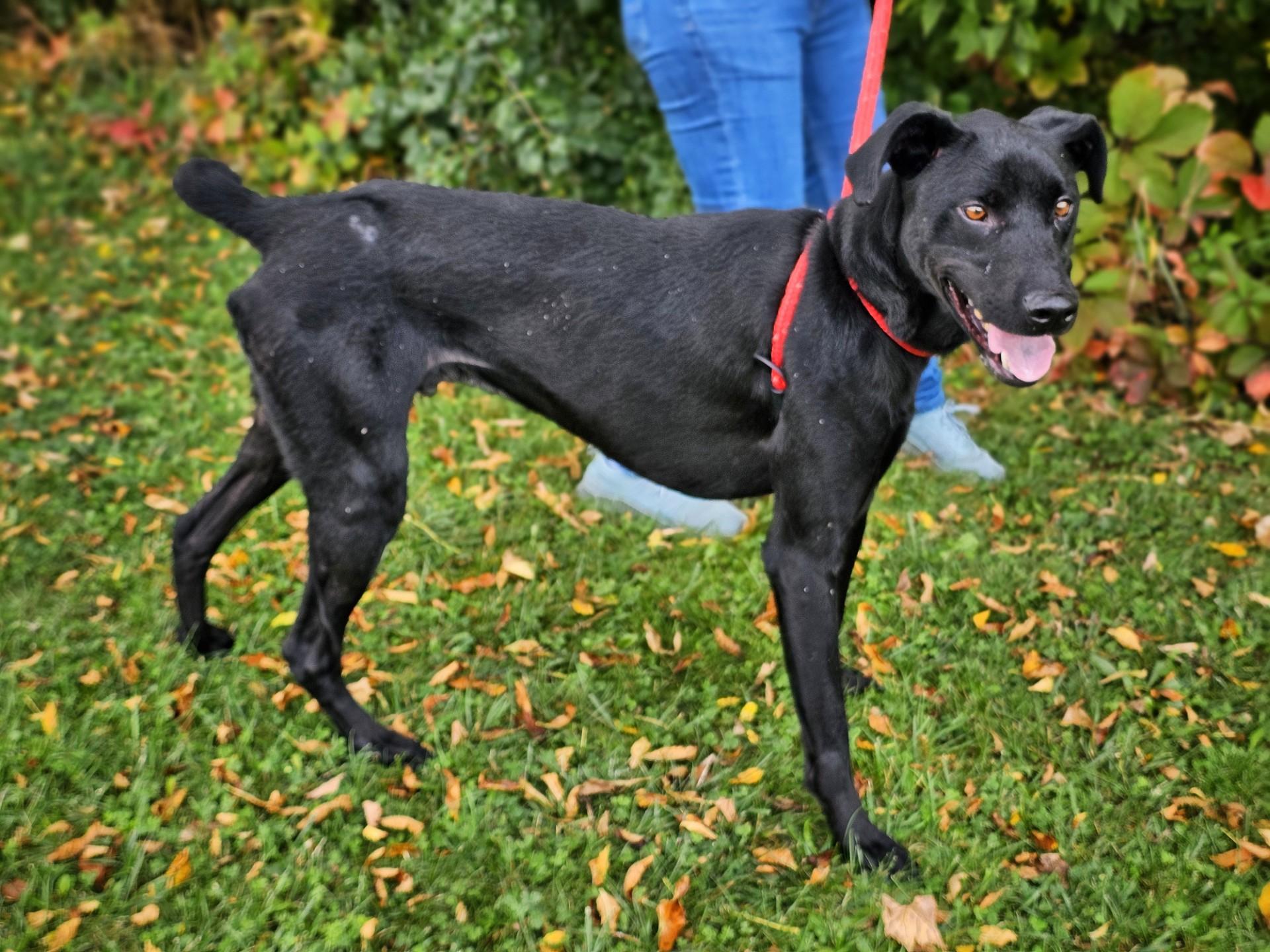 Enlarge Mo, a Adoptable mixed breed in Bay City, MI image 3/4