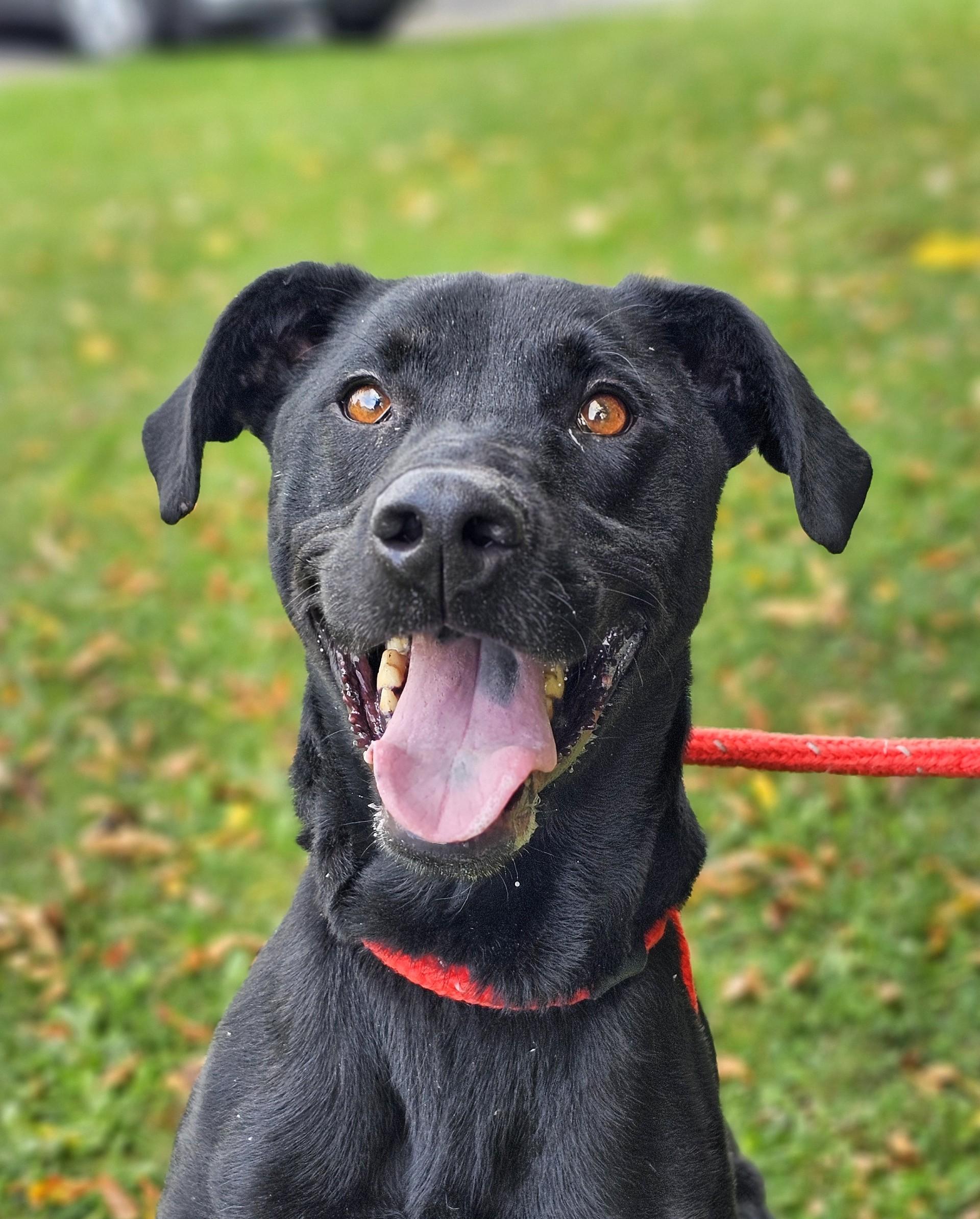Enlarge Mo, a Adoptable mixed breed in Bay City, MI image 4/4