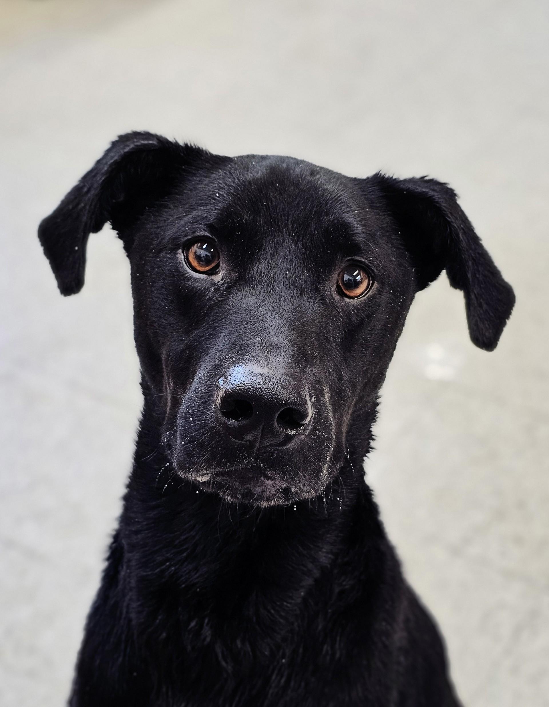 Enlarge Mo, a Adoptable mixed breed in Bay City, MI image 1/4