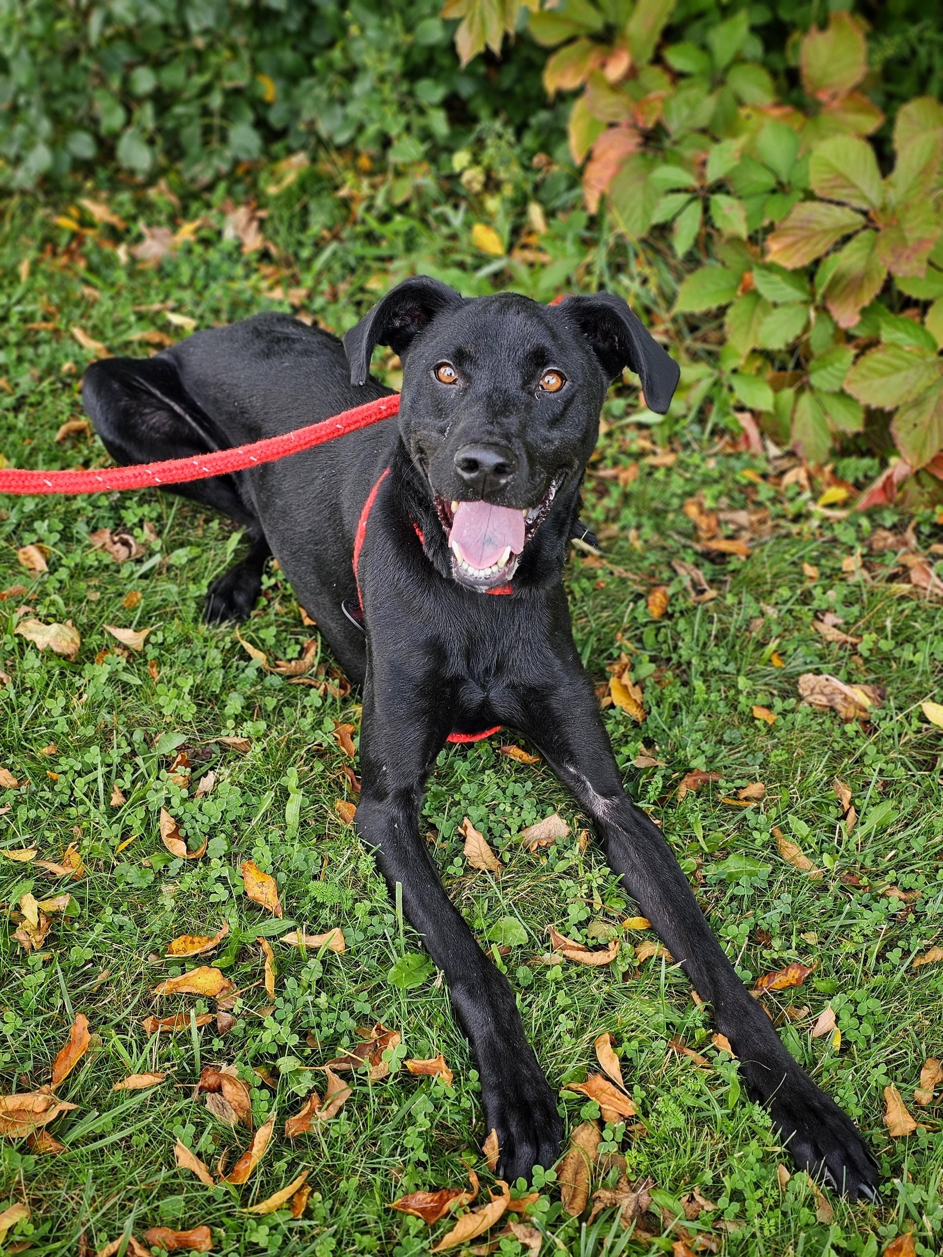 Enlarge Mo, a Adoptable mixed breed in Bay City, MI image 2/4