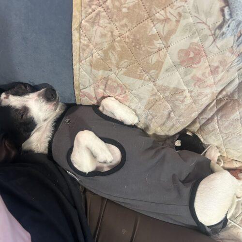 Enlarge Brandy, a Adoptable Chihuahua in Sanford, NC image 1/5