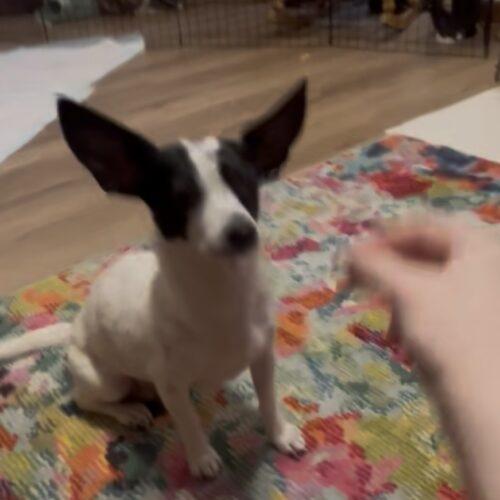 Enlarge Brandy, a Adoptable Chihuahua in Sanford, NC image 2/5