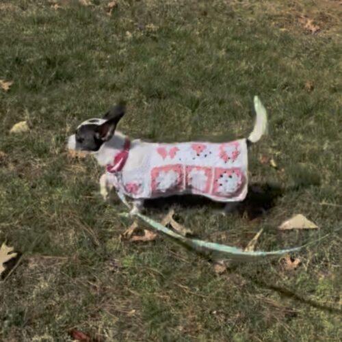 Enlarge Brandy, a Adoptable Chihuahua in Sanford, NC image 3/5