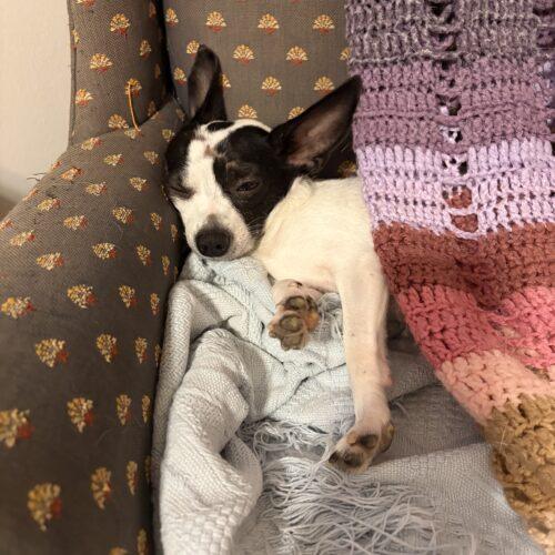 Enlarge Brandy, a Adoptable Chihuahua in Sanford, NC image 4/5