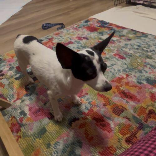 Enlarge Brandy, a Adoptable Chihuahua in Sanford, NC image 5/5