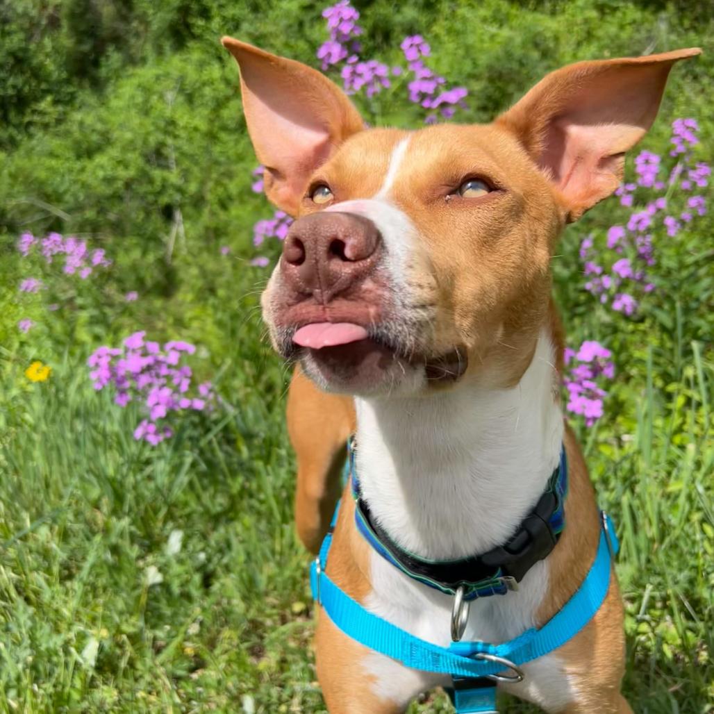 Enlarge Tripp, a Adoptable Mixed Breed in Waynesville, NC image 2/6