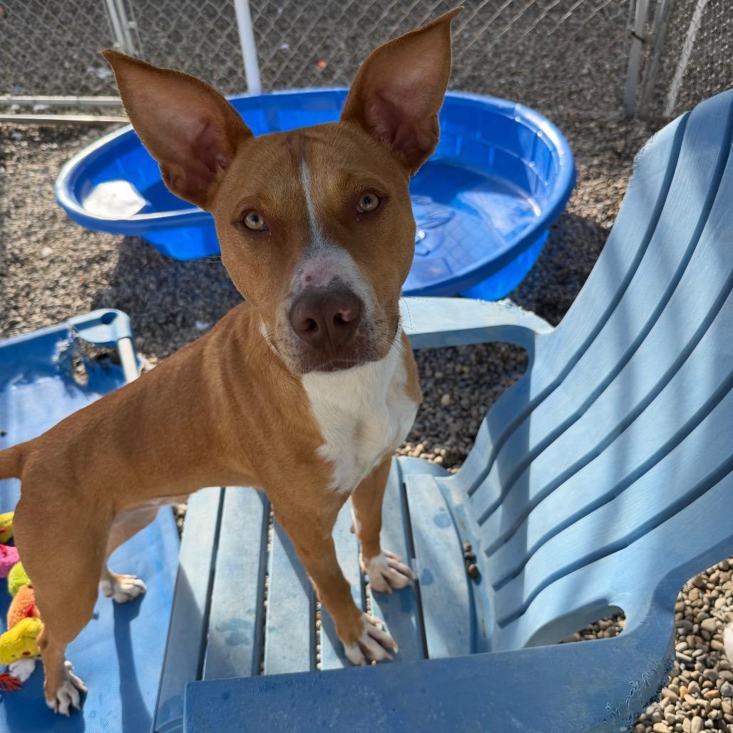 Enlarge Tripp, a Adoptable Mixed Breed in Waynesville, NC image 3/6