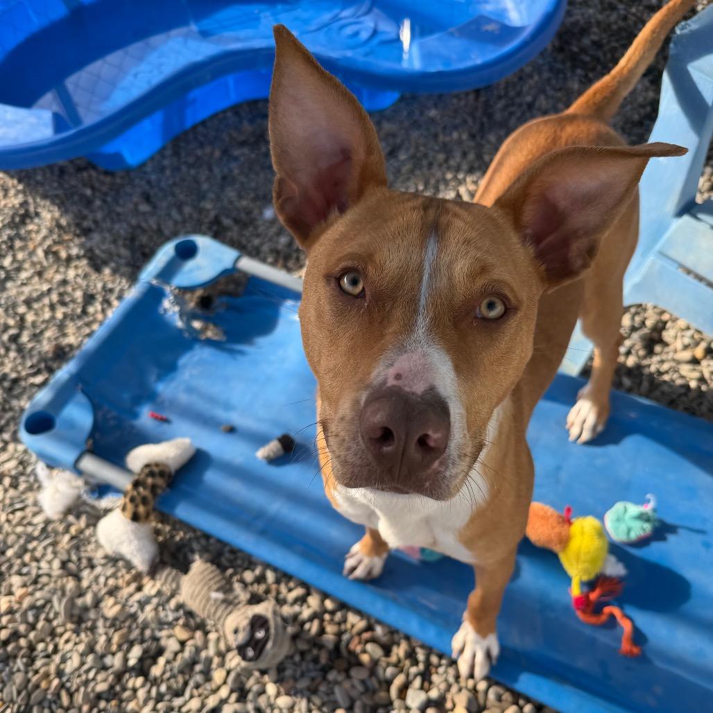 Enlarge Tripp, a Adoptable Mixed Breed in Waynesville, NC image 4/6