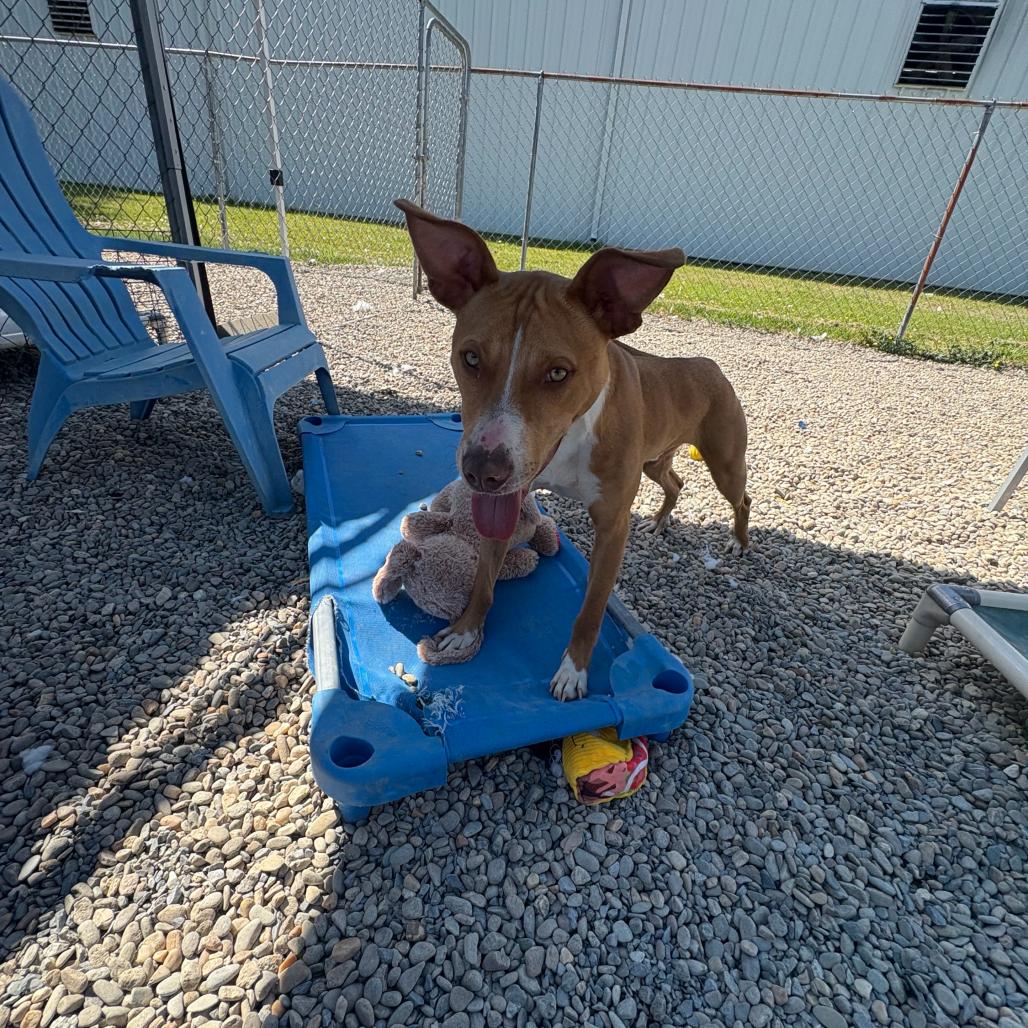 Enlarge Tripp, a Adoptable Mixed Breed in Waynesville, NC image 5/6