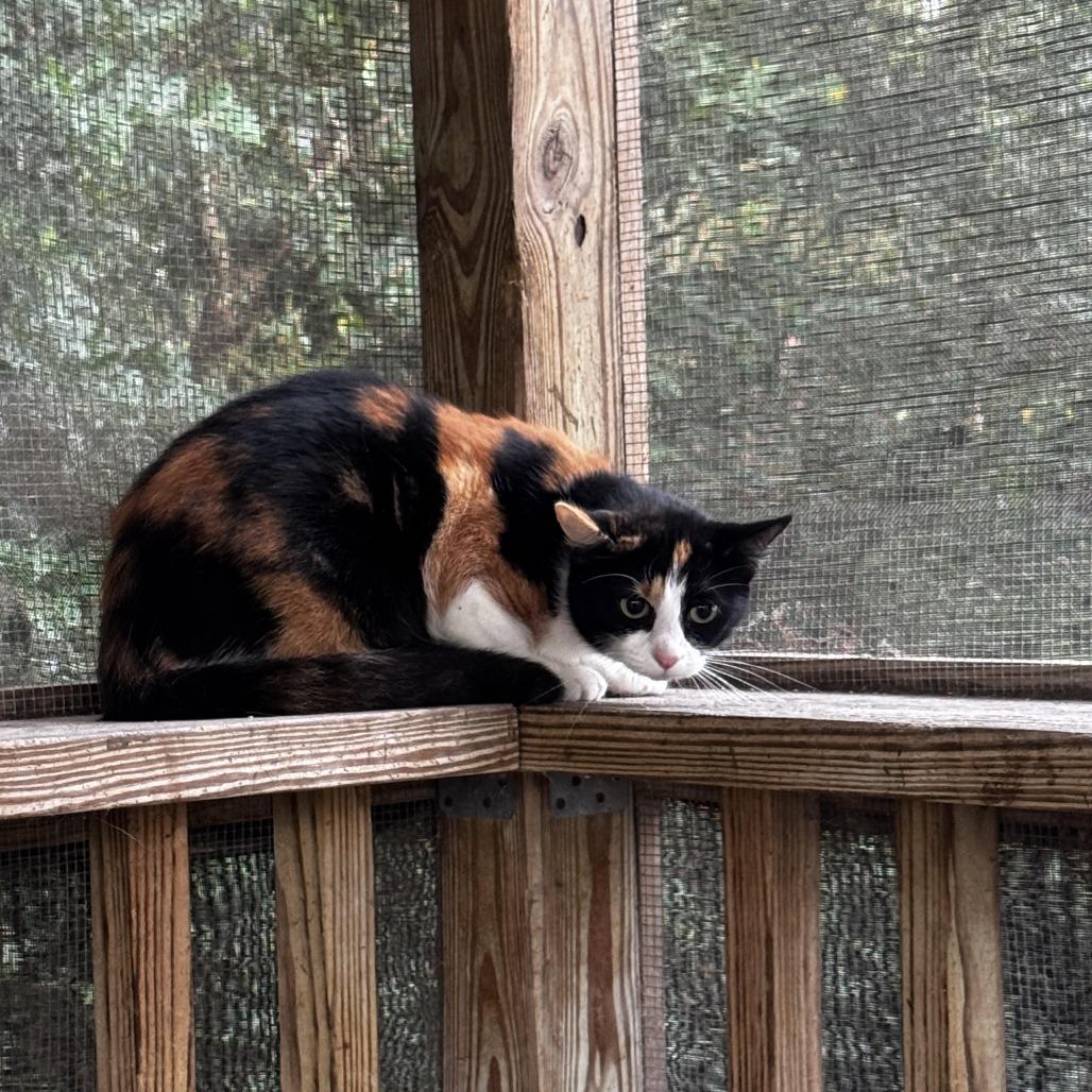 Enlarge Henna, a Adoptable Domestic Short Hair in Dillon, SC image 1/1