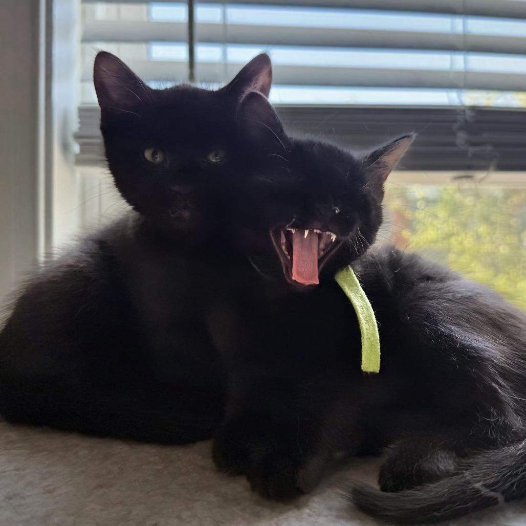 Enlarge Ace (w/caddie), a Adoptable Domestic Short Hair in Reisterstown, MD image 1/2