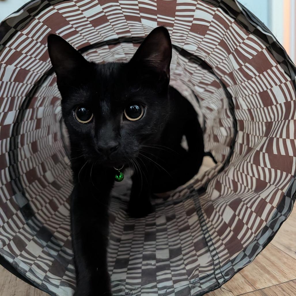Enlarge Ace (w/caddie), a Adoptable Domestic Short Hair in Reisterstown, MD image 2/2