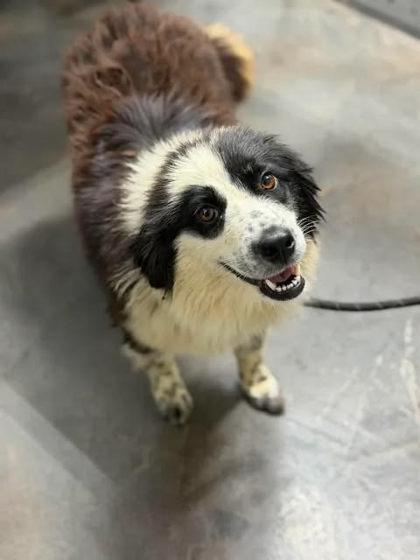 Ivy, adopted, Adult Female Border Collie.