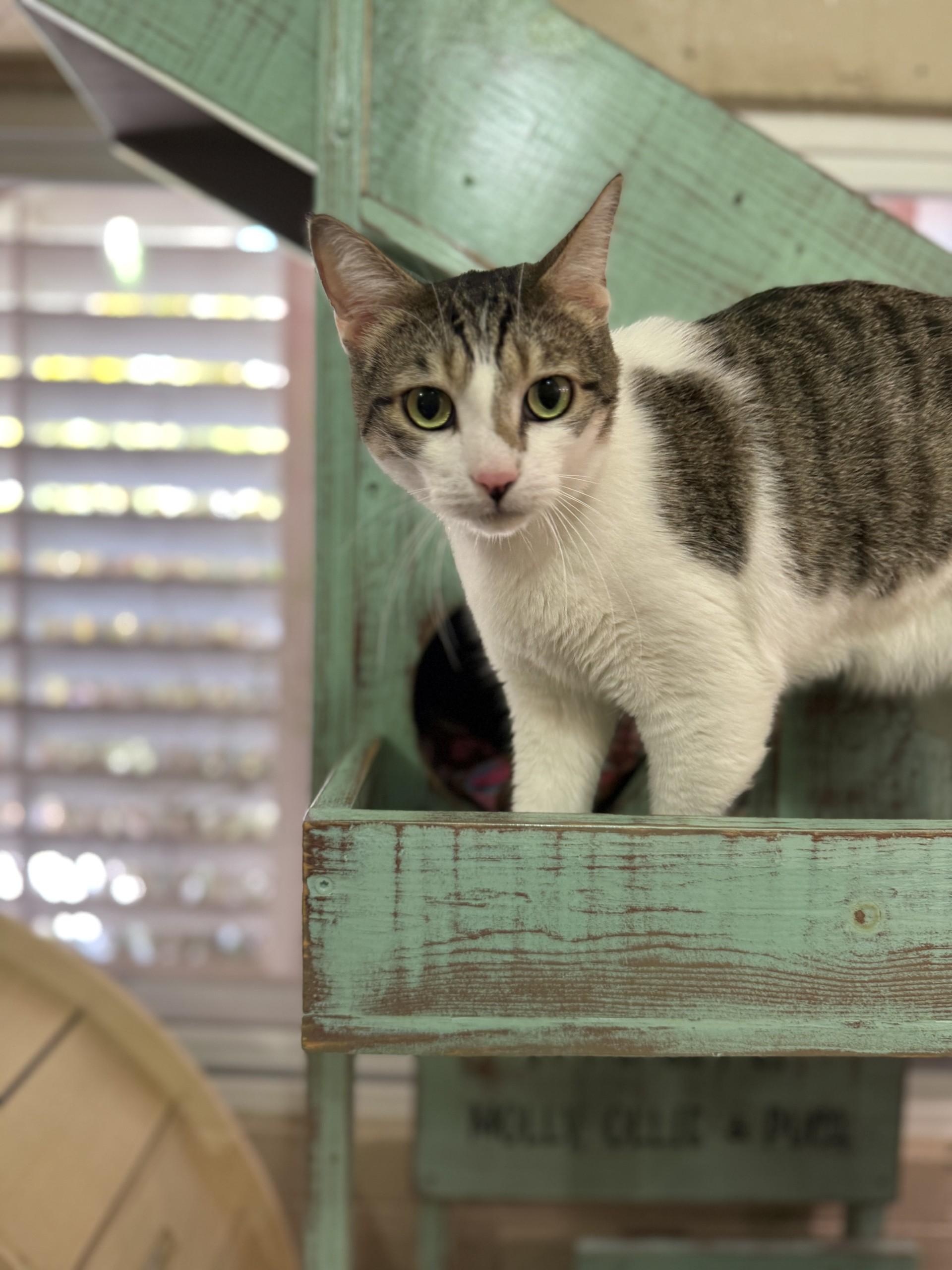 Enlarge Hog, a Adoptable Domestic Short Hair in Laguna Beach, CA image 1/2