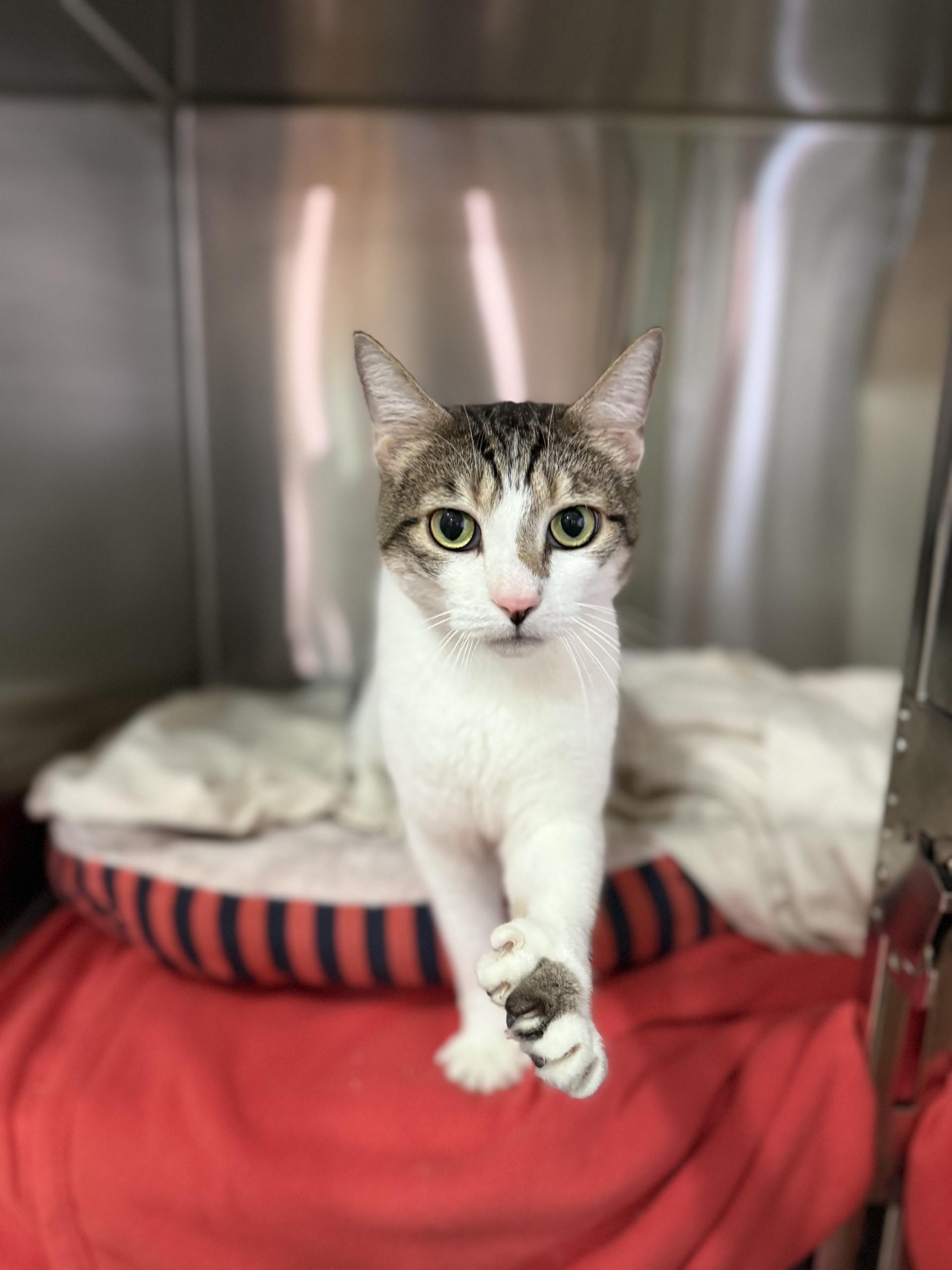 Enlarge Hog, a Adoptable Domestic Short Hair in Laguna Beach, CA image 2/2