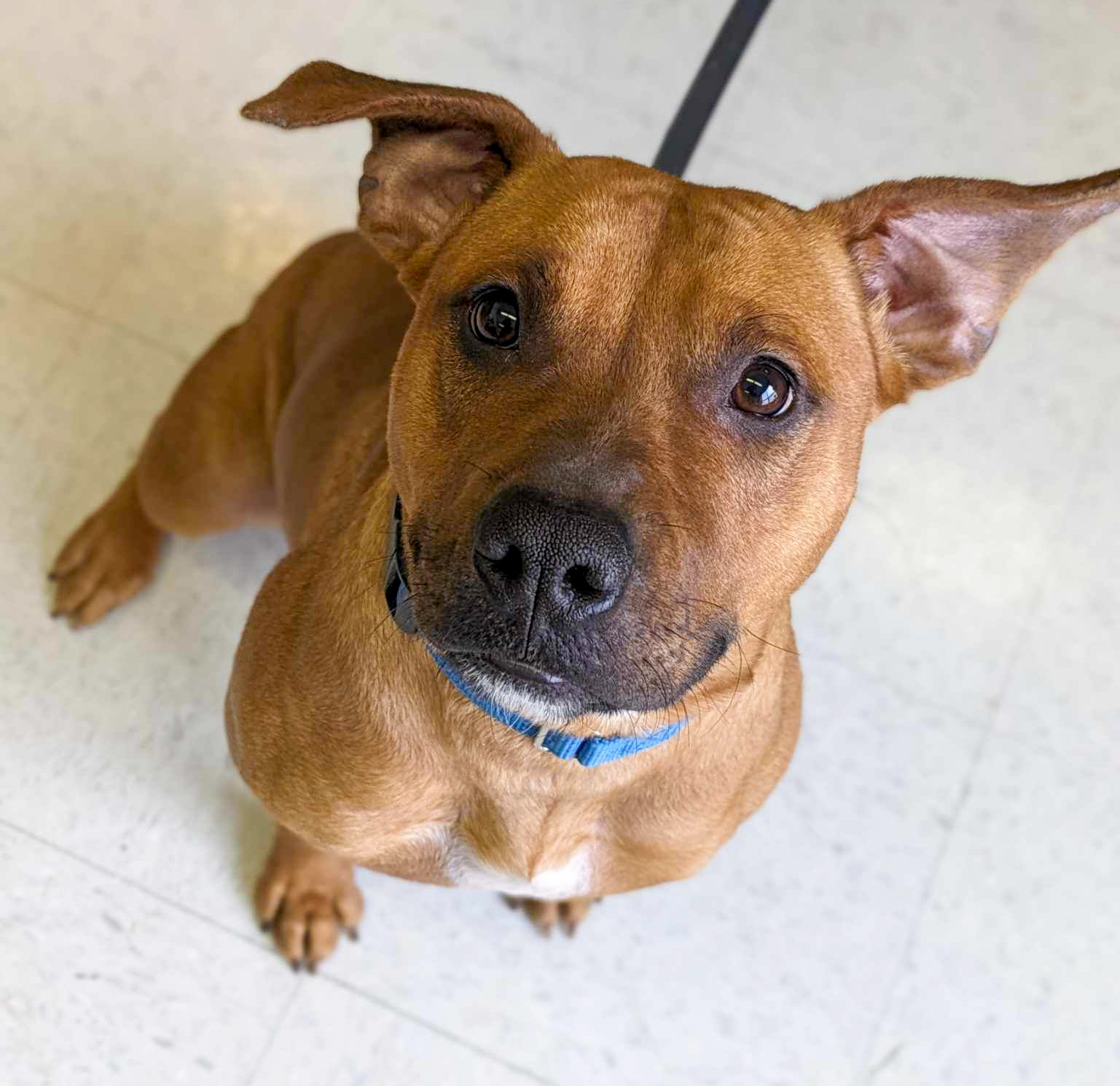 Heaven, Adoptable, Adult Female Pit Bull Terrier.