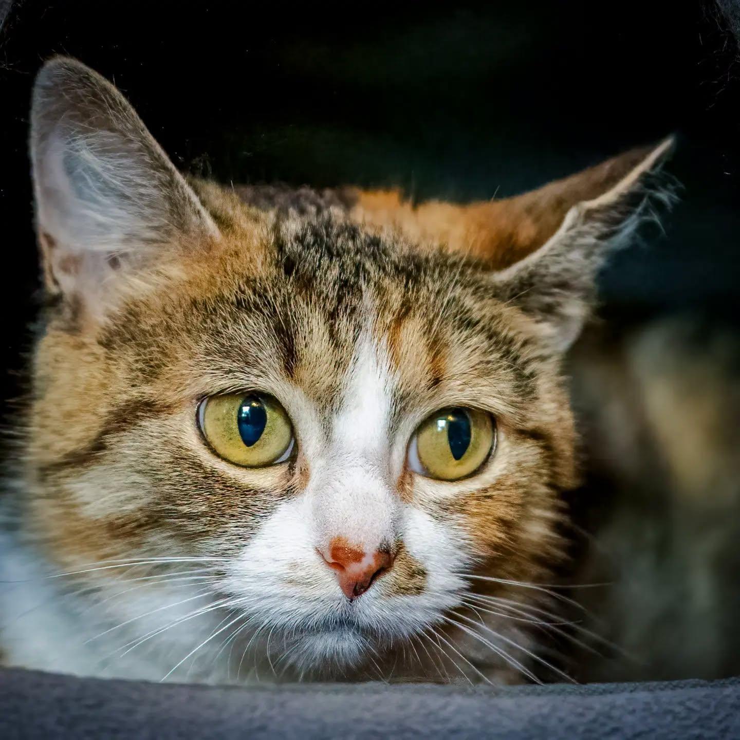 CECE, Adoptable, Adult Female Calico.