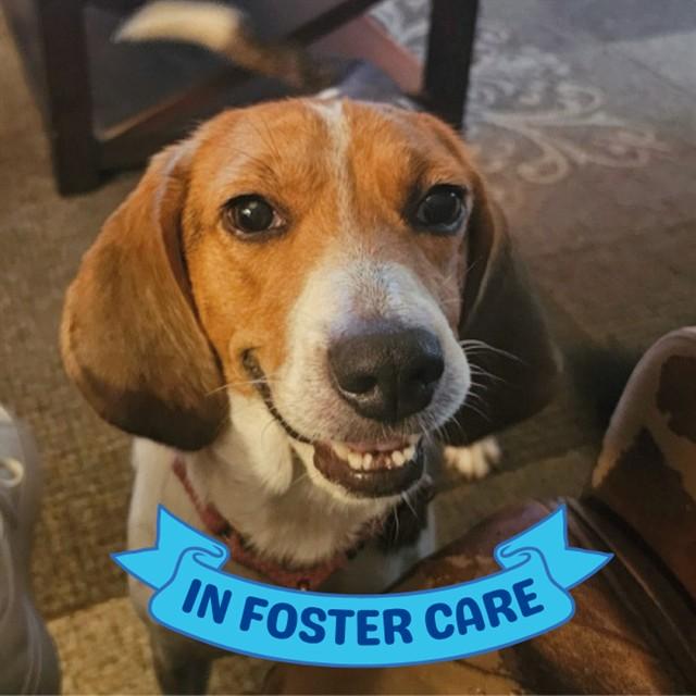 LULU, Adoptable, Adult Female Treeing Walker Coonhound.