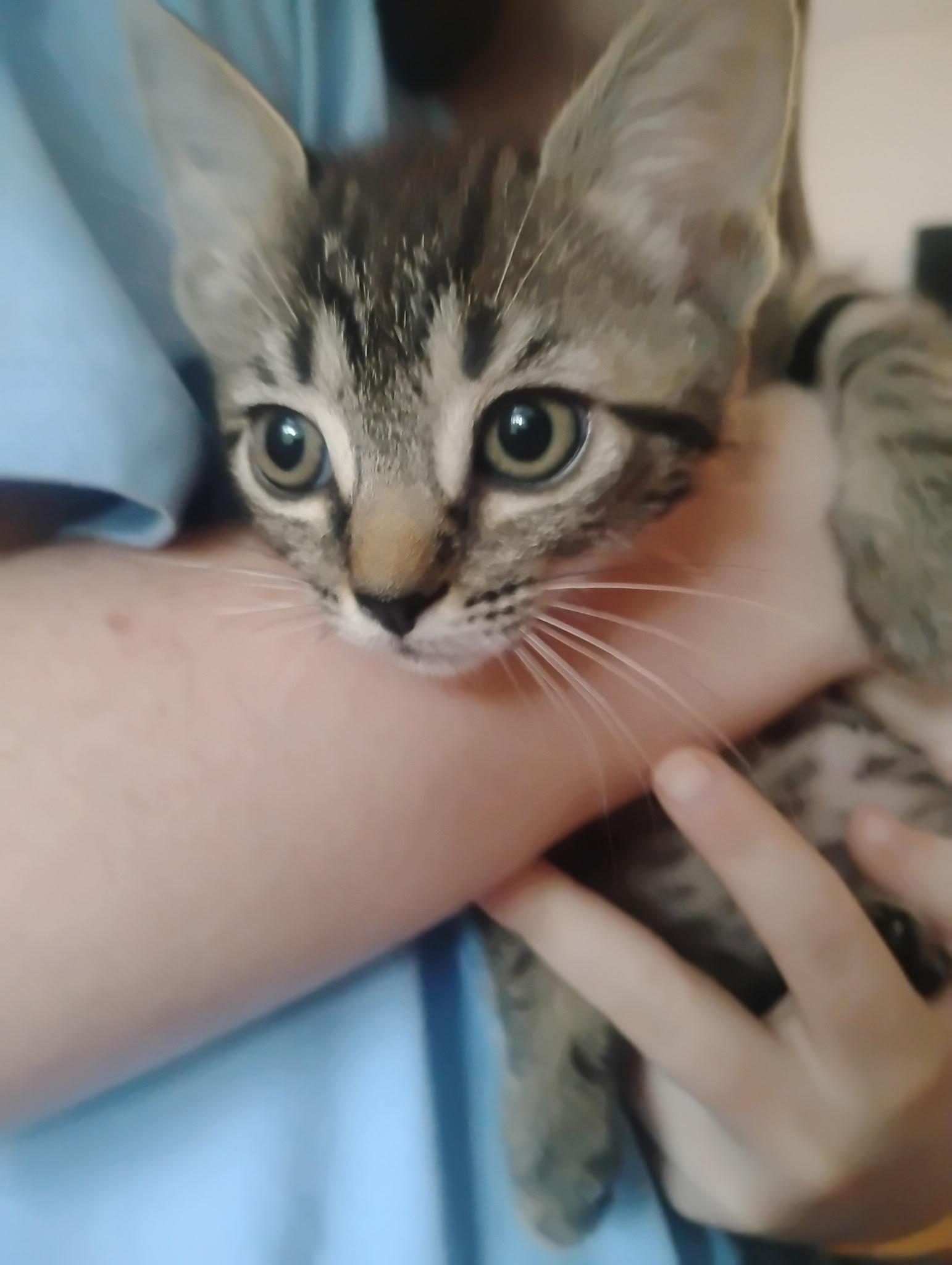 Enlarge Paris, a Adopted Domestic Short Hair in Rootstown, OH image 1/1