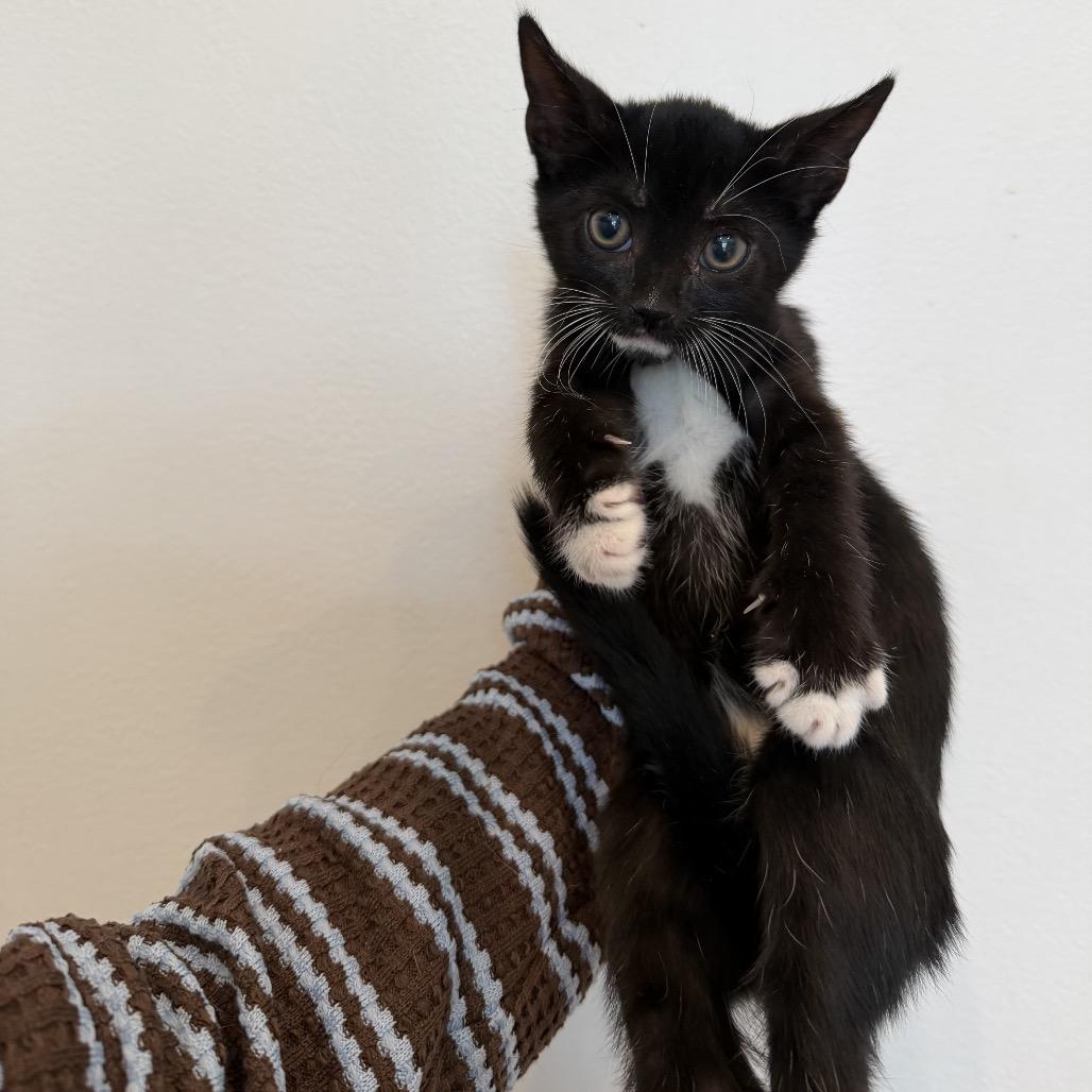 Arthur, a Adoptable Domestic Short Hair in Birmingham, AL image 4/6