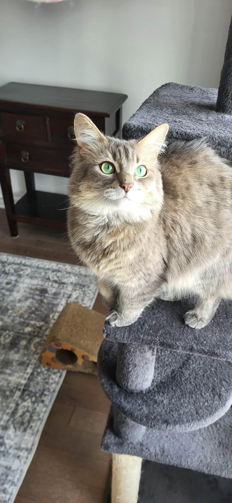 Enlarge Mochi, a ADOPTABLE Domestic Medium Hair in Cornwall, ON image 2/6