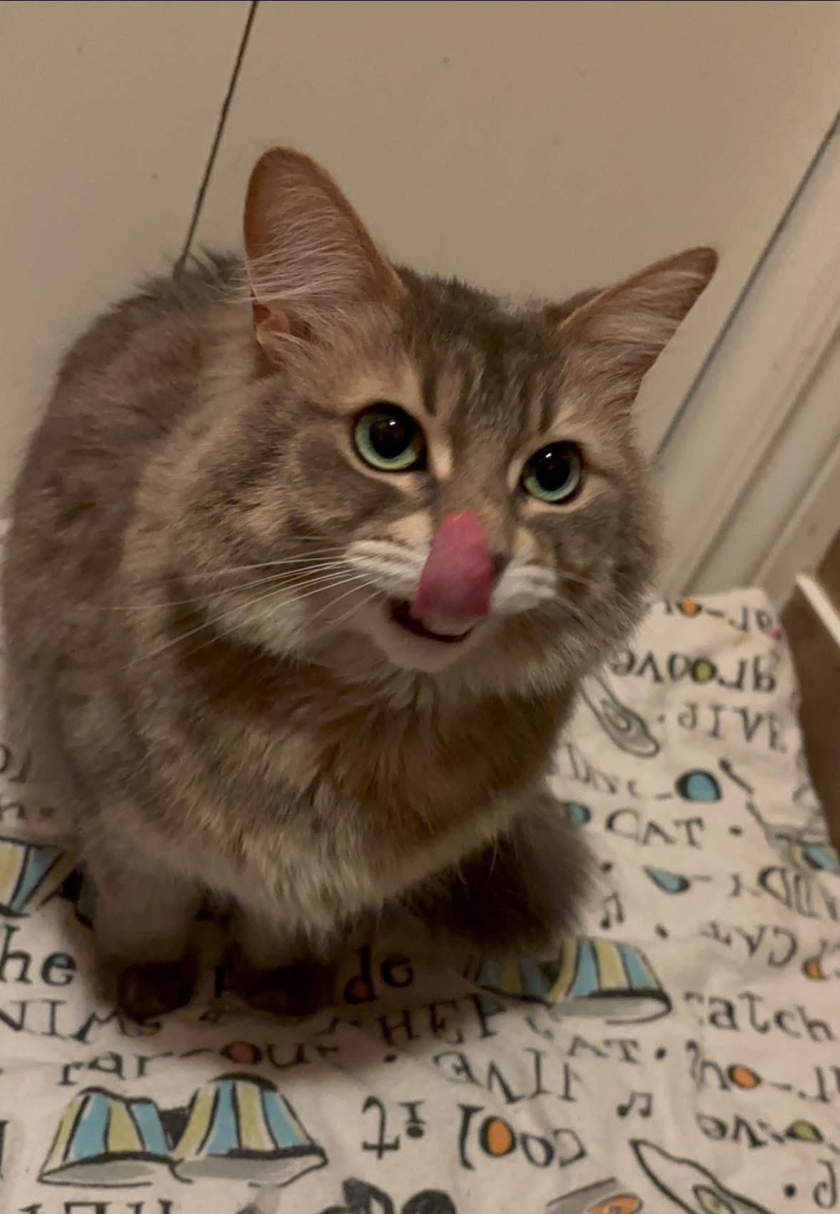 Enlarge Mochi, a ADOPTABLE Domestic Medium Hair in Cornwall, ON image 4/6