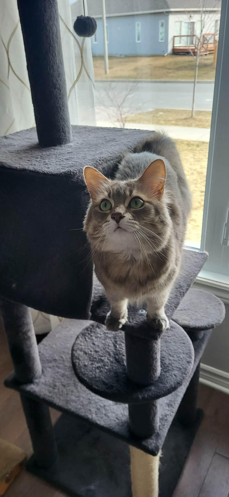 Enlarge Mochi, a ADOPTABLE Domestic Medium Hair in Cornwall, ON image 6/6