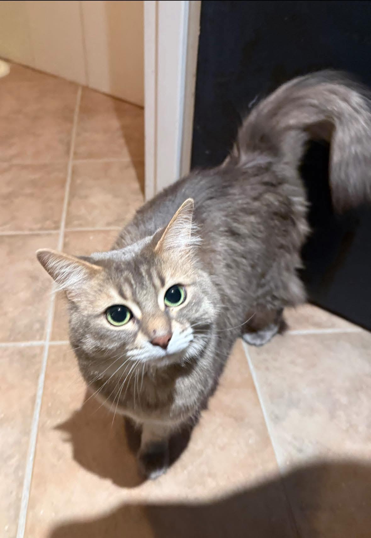 Enlarge Mochi, a ADOPTABLE Domestic Medium Hair in Cornwall, ON image 3/6