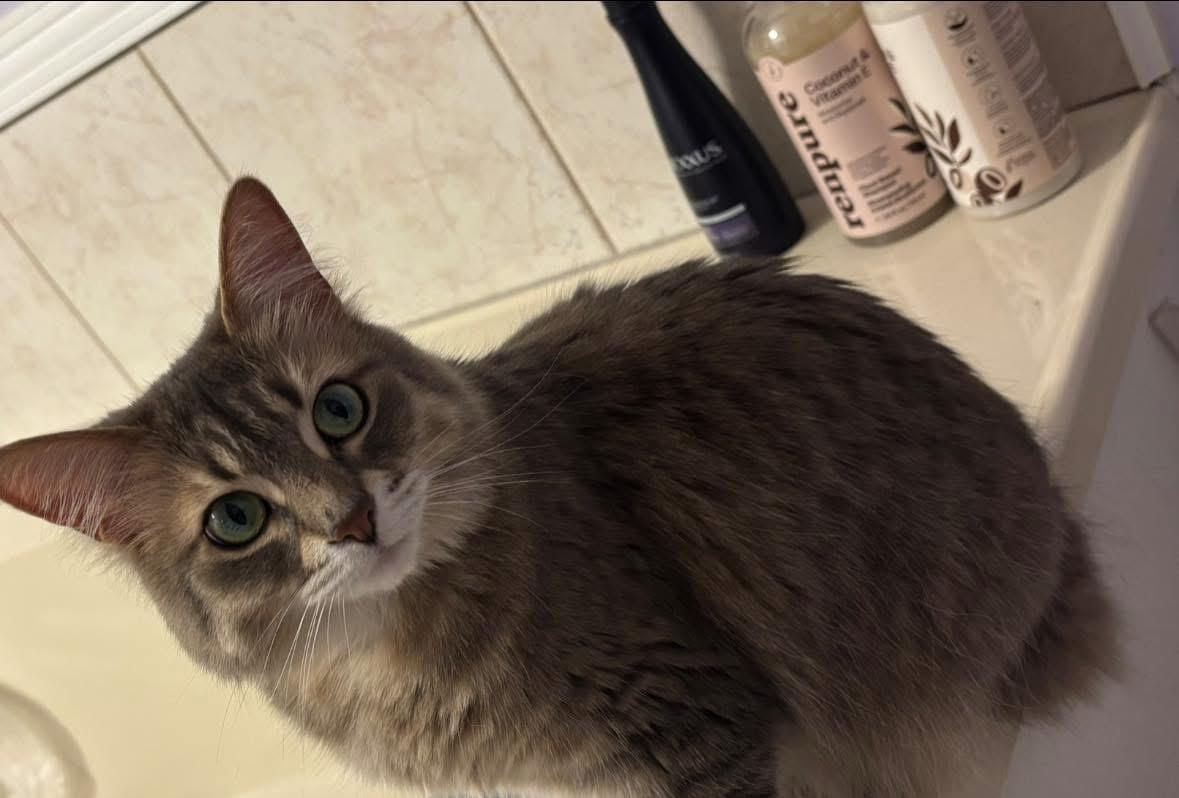 Enlarge Mochi, a ADOPTABLE Domestic Medium Hair in Cornwall, ON image 5/6