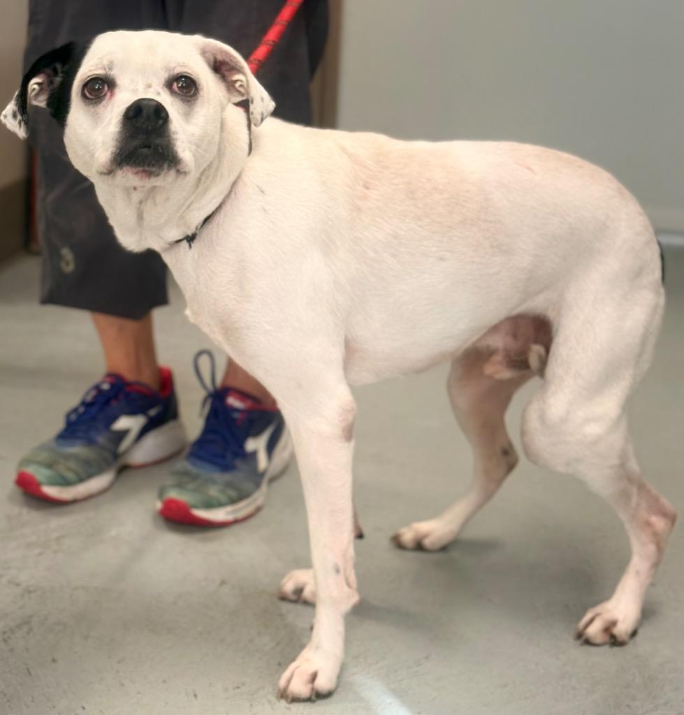 Cubbie, Adoptable, Senior Male Boxer.