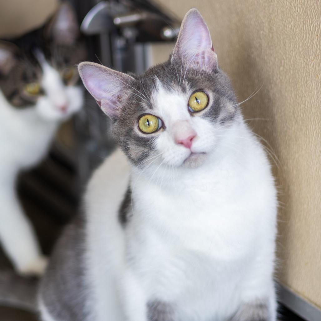 Ice Cream (bonded with Chips), Adoptable, Young Male Domestic Short Hair.