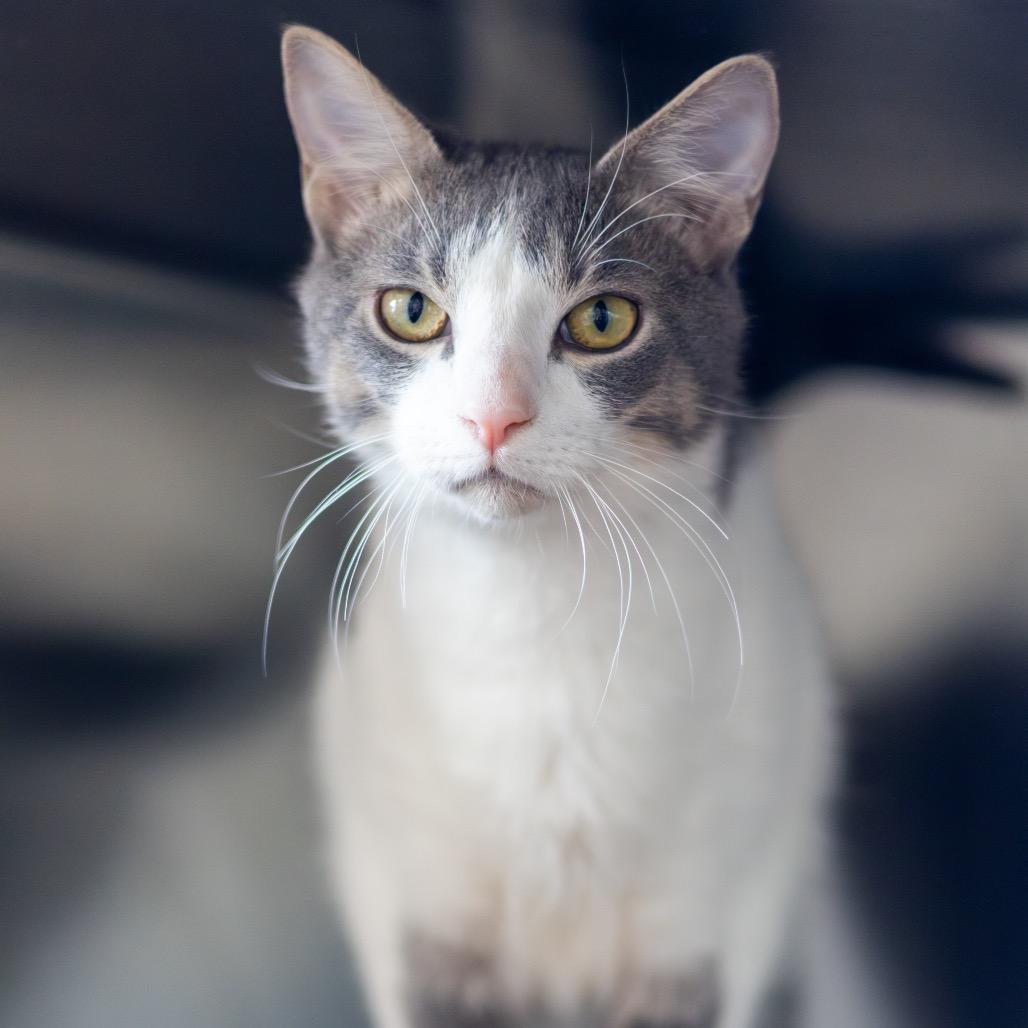Enlarge Ice Cream (bonded with Chips), a Adoptable Domestic Short Hair in Wilmington, DE image 3/6