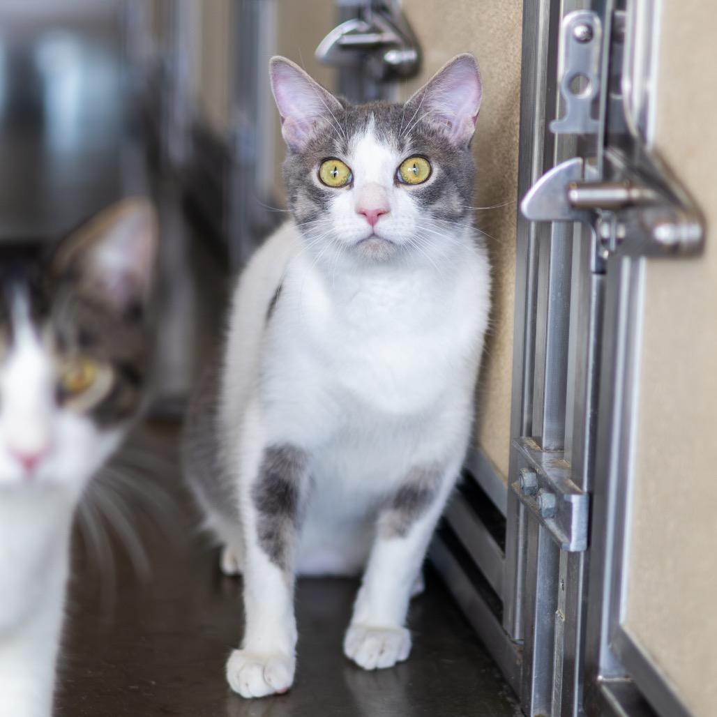 Enlarge Ice Cream (bonded with Chips), a Adoptable Domestic Short Hair in Wilmington, DE image 4/6