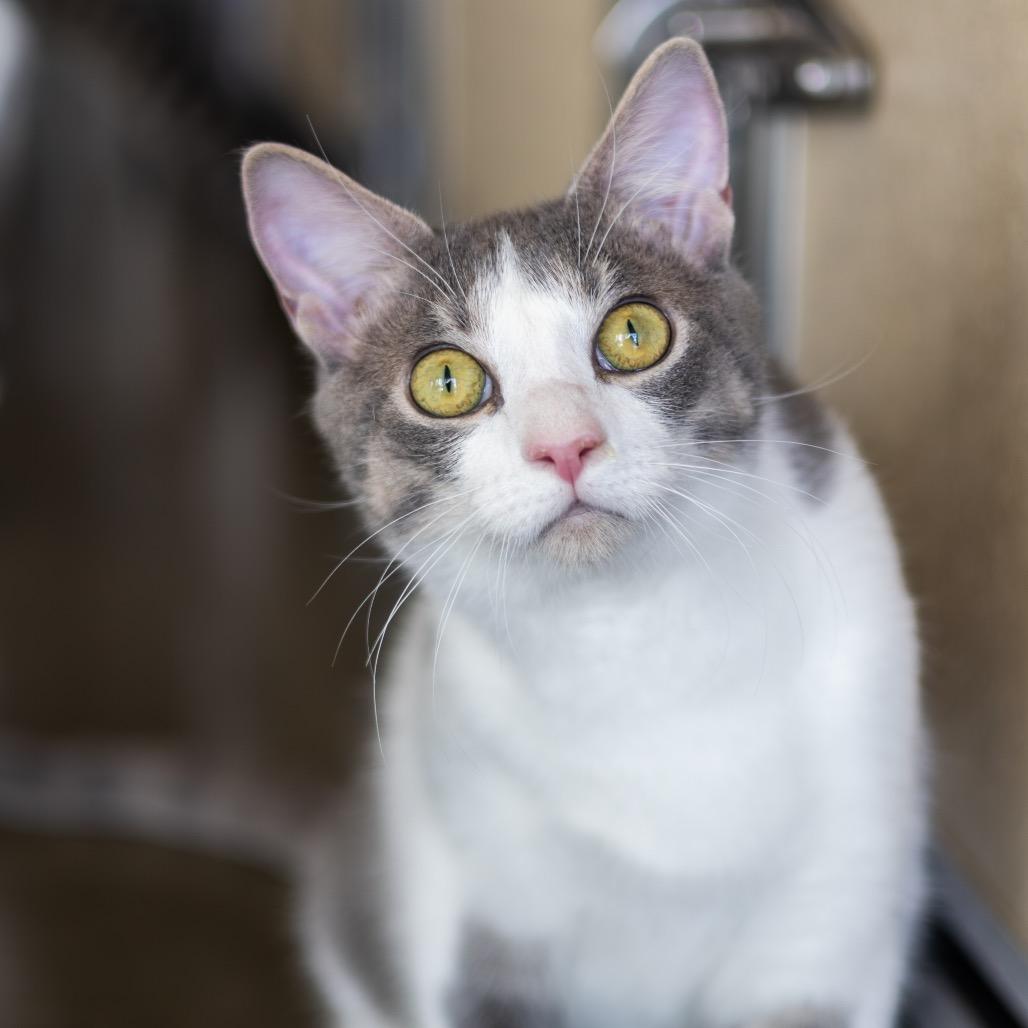 Enlarge Ice Cream (bonded with Chips), a Adoptable Domestic Short Hair in Wilmington, DE image 5/6