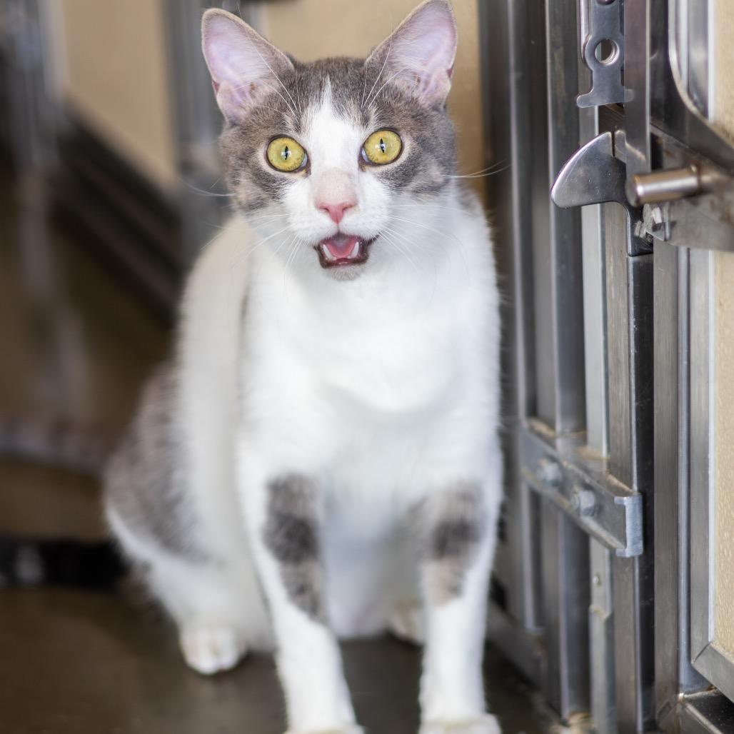 Enlarge Ice Cream (bonded with Chips), a Adoptable Domestic Short Hair in Wilmington, DE image 6/6